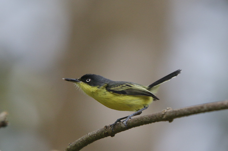 Common Tody-Flycatcher 