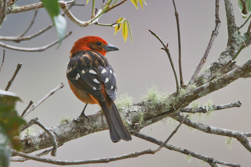 Flame-colored Tanager