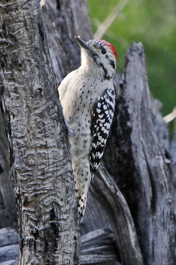Ladder-backed Woodpecker