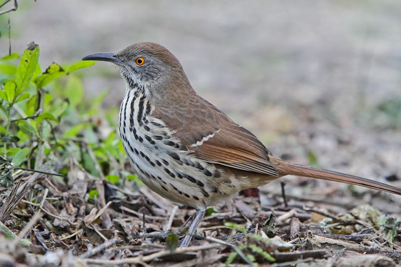 Long-billed Thrasher 