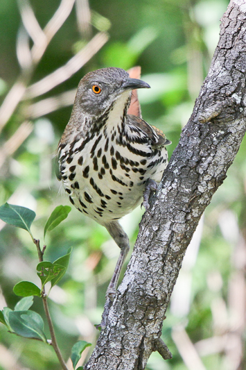 Long-billed Thrasher
