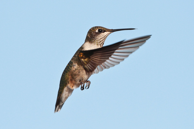 Ruby-throated Hummingbird
