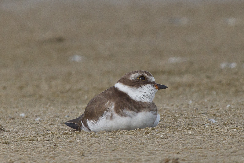 Semipalmated Plover