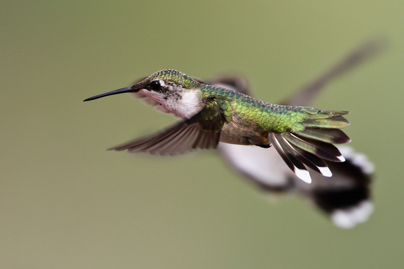 Ruby-throated Hummingbird