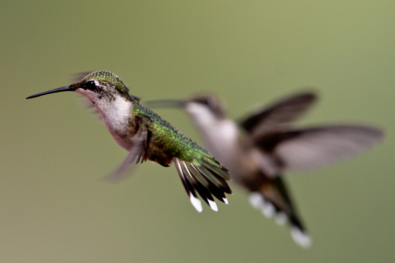 Ruby-throated Hummingbird