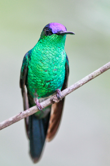 Violet-capped Woodnymph