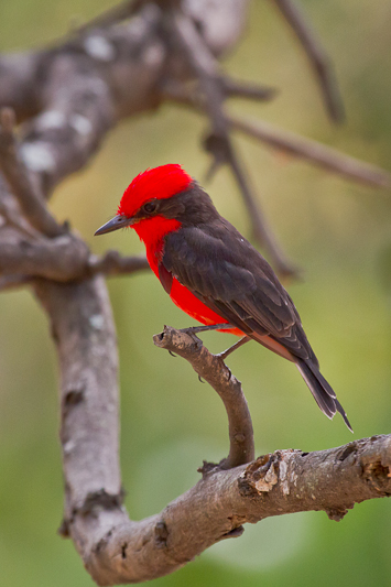 Vermillion Flycatcher