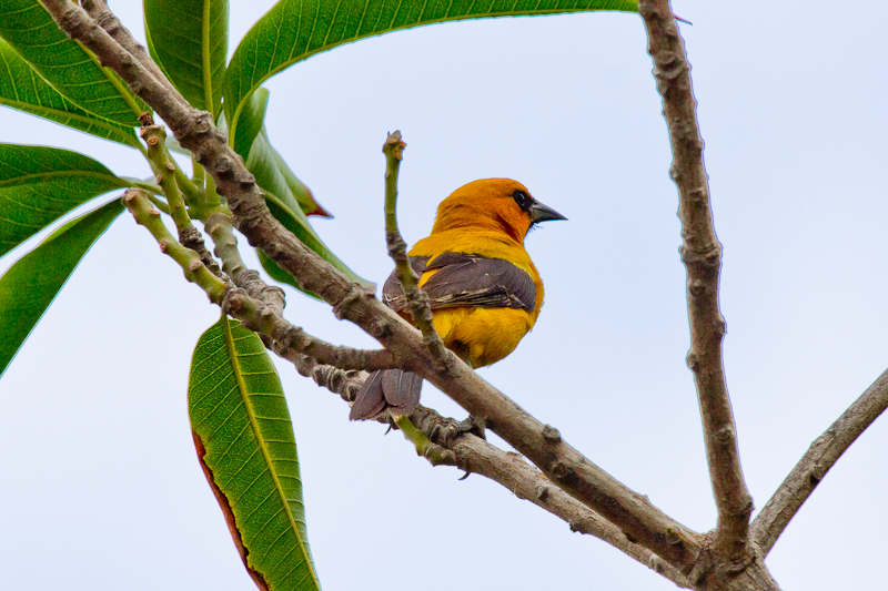 Yellow-backed Oriole