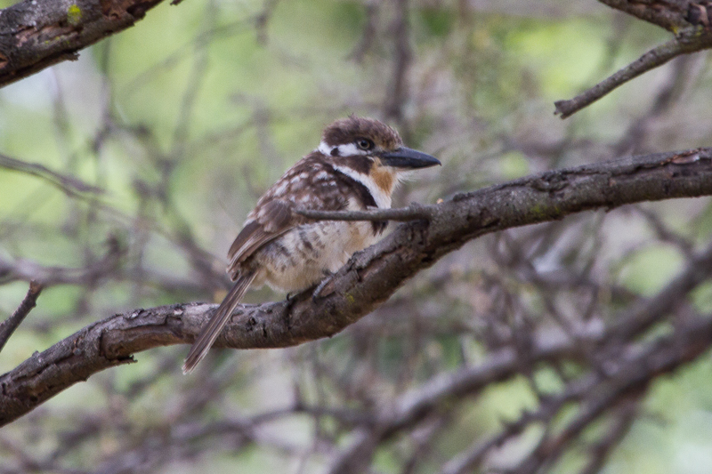 Jacamar & Puffbirds