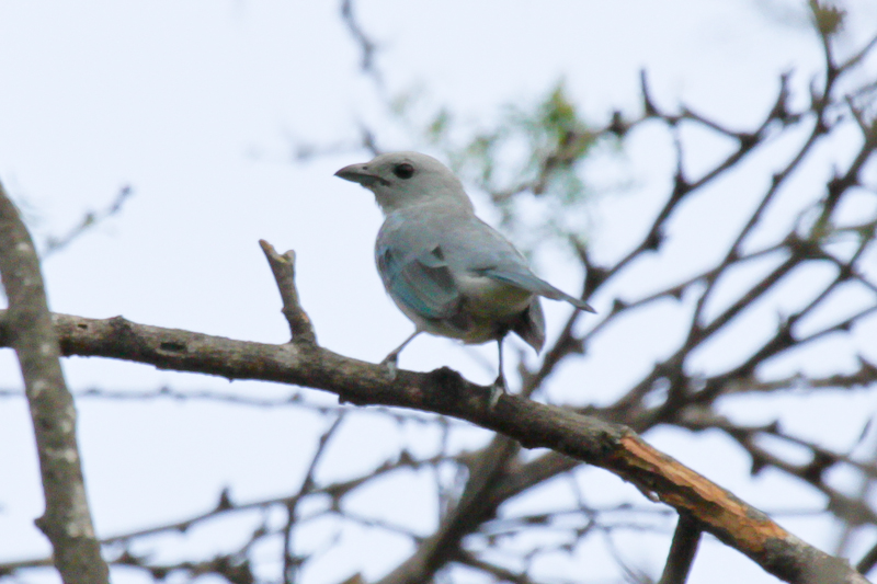 Glaucous Tanager