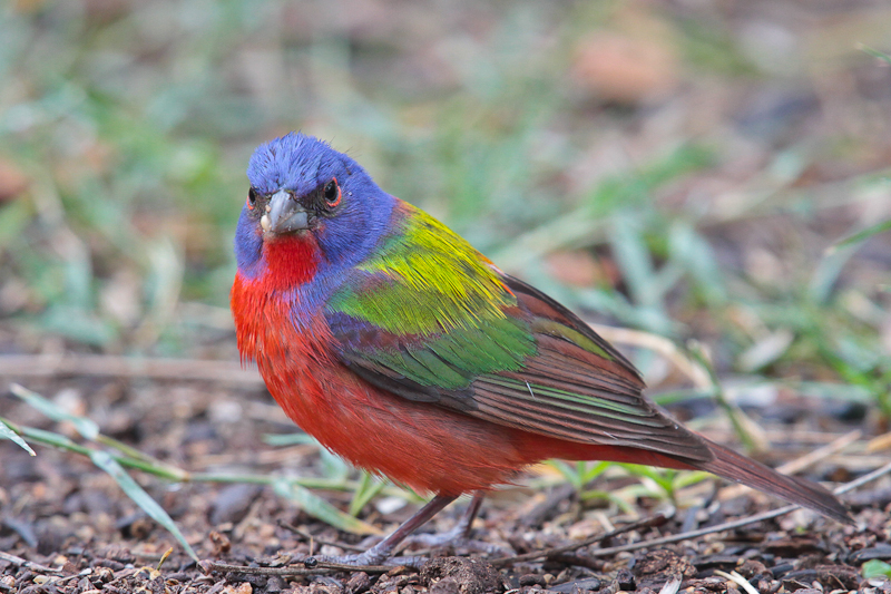 Painted Bunting
