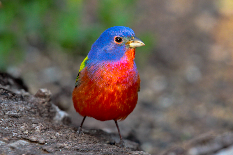 Painted Bunting