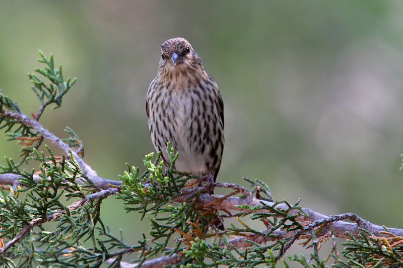 Pine Siskin