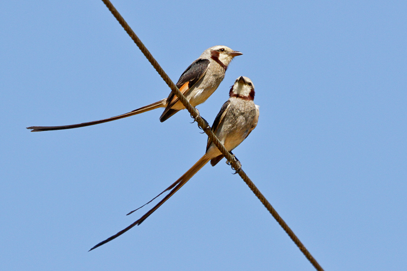 Streamer-tailed Tyrant
