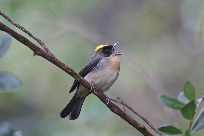 Black-goggled Tanager