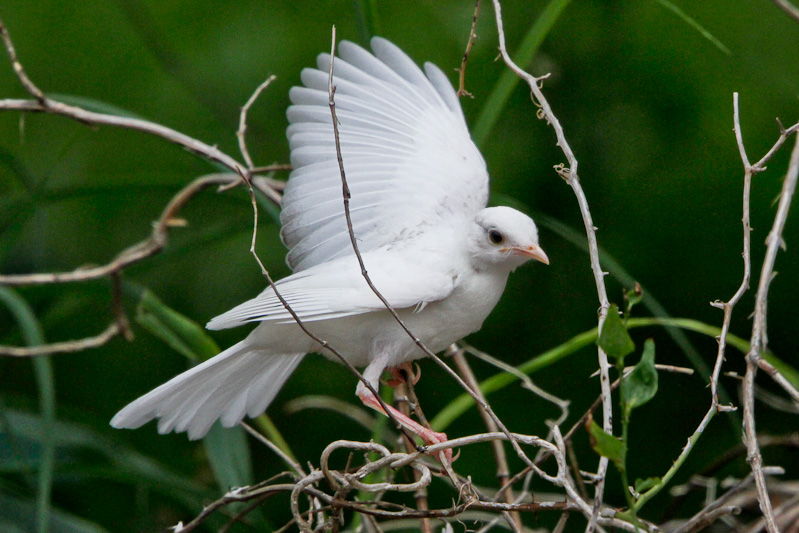 Northern Mockingbird