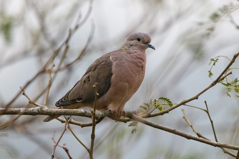 Eared Dove