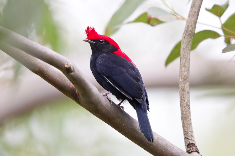 Helmeted Manakin