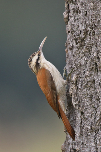 Narrow-billed Woodcreeper
