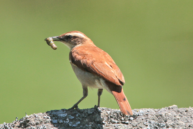 Wing-banded Hornero