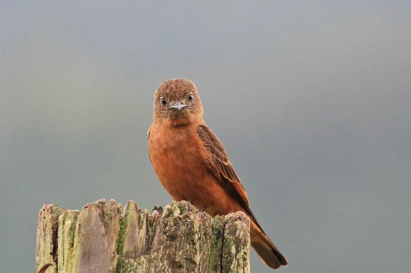 Cliff Flycatcher