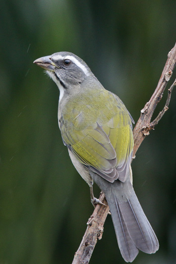 Green-winged Saltator