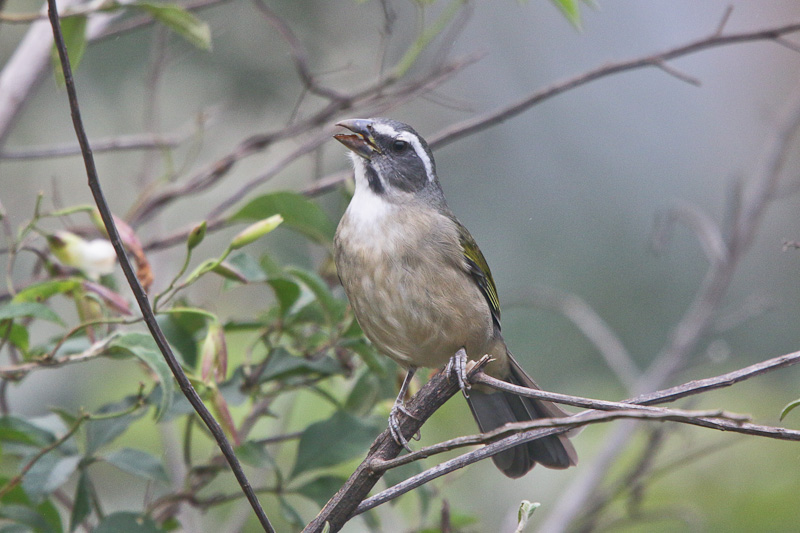Green-winged Saltator