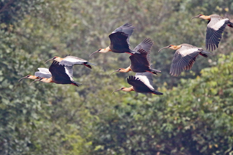 Buff-necked Ibis 