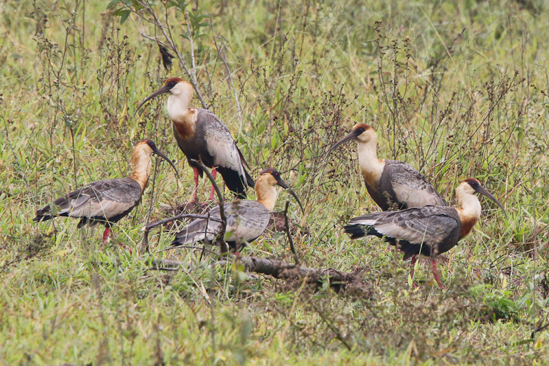 Buff-necked Ibis