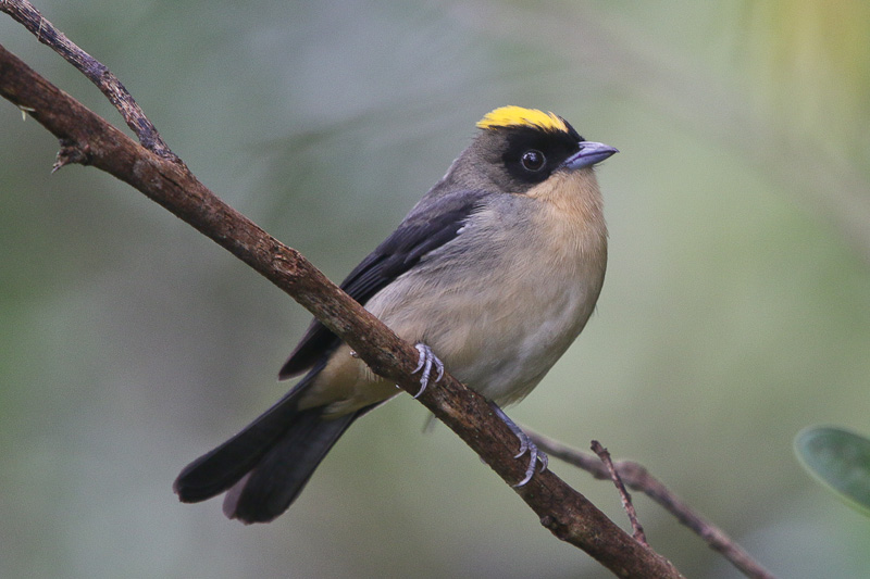 Black-goggled Tanager