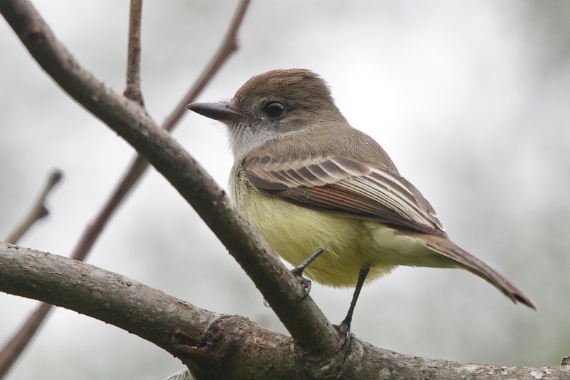 Short-crested Flycatcher