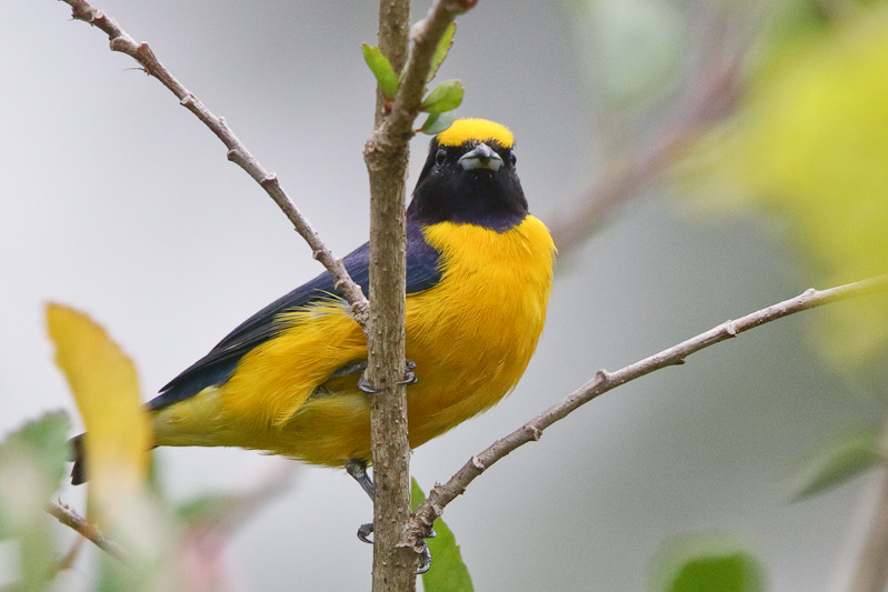 Purple-throated Euphonia