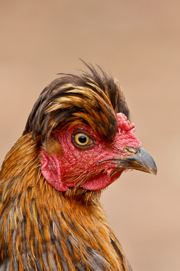 Red Junglefowl