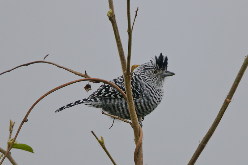 Barred Antstrike