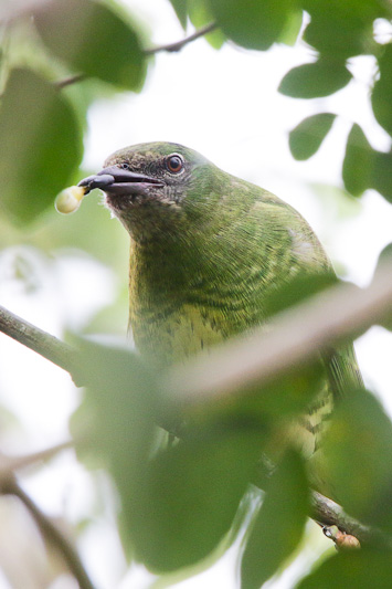 Swallow Tanager 