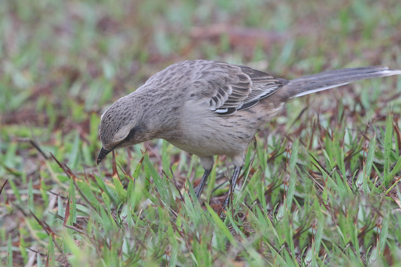 Chalk-browded Mockingbird