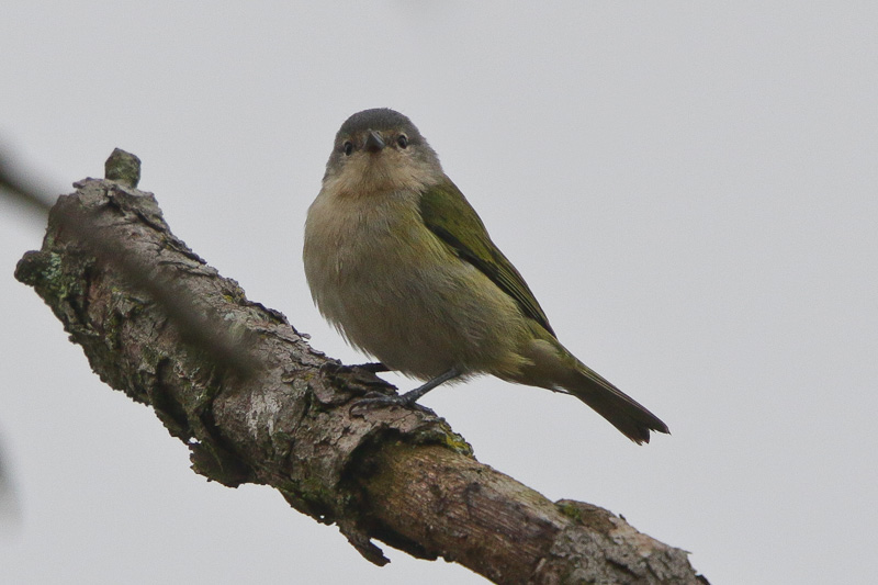 Chestnut-vented Conebill 