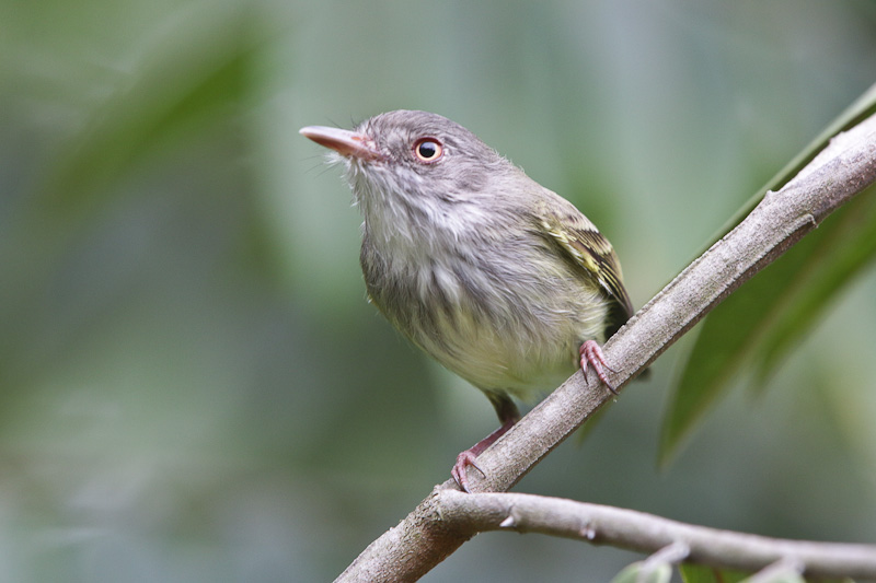 Pearly-vented Tody-tyrant