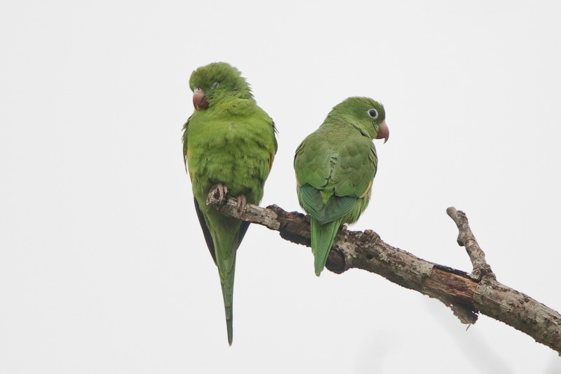 Yellow-chevroned Parakeet