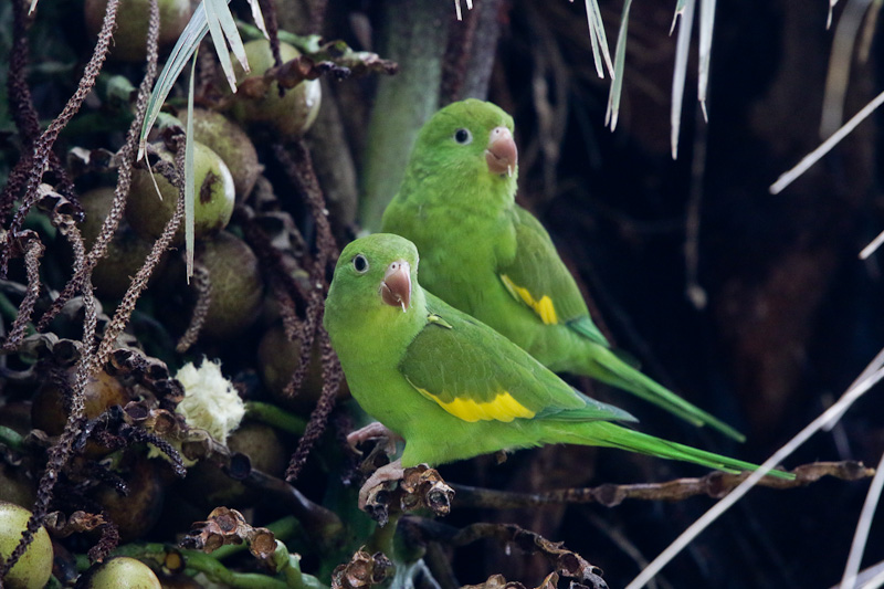 Yellow-chevroned Parakeet