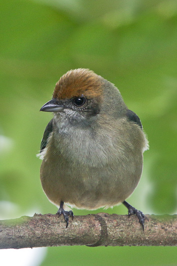 Black-goggled Tanager