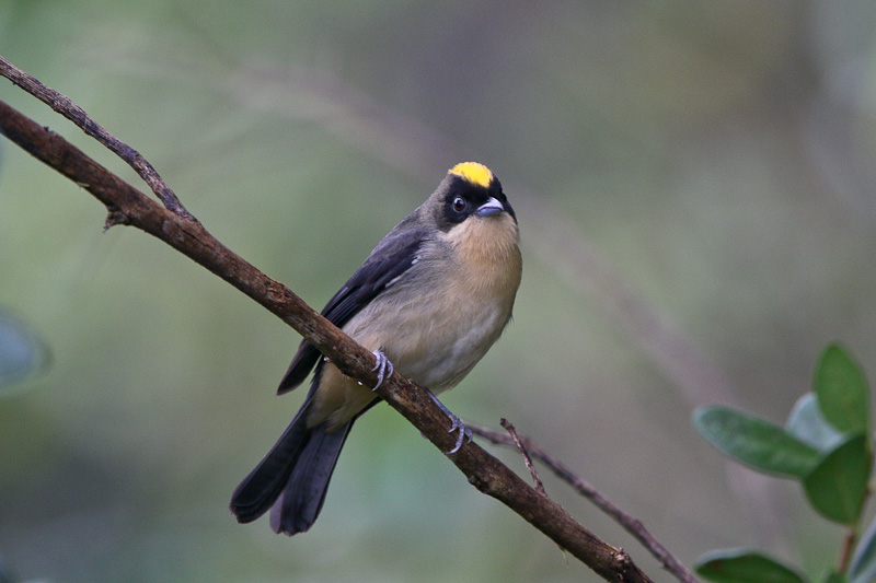 Black-goggled Tanager
