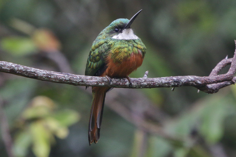 Rufous-tailed Jacamar