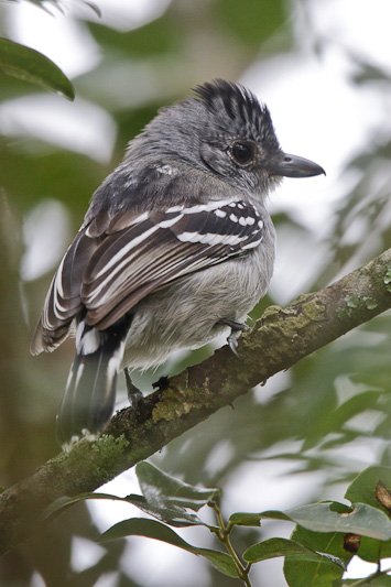 Planalto Slaty-Antshrike 