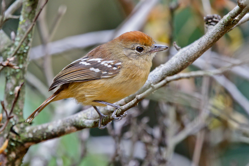 Planalto Slaty-Antshrike