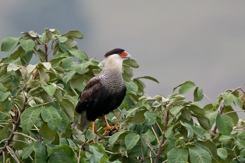 Southern Caracara