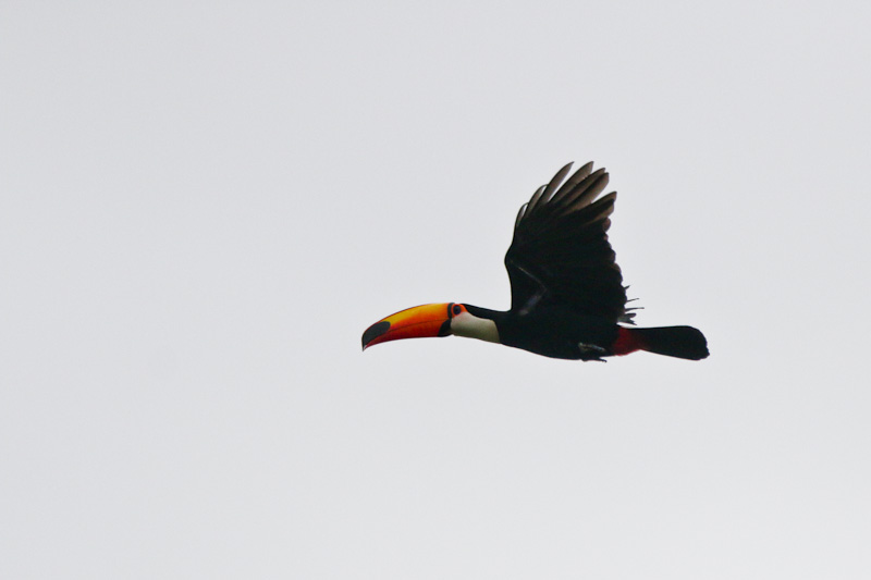 Toco Toucan