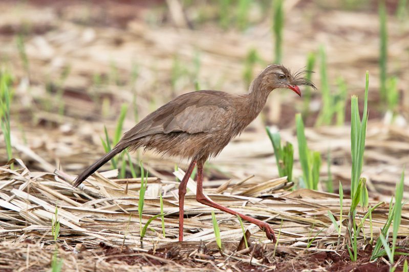 Red-legged Seriema