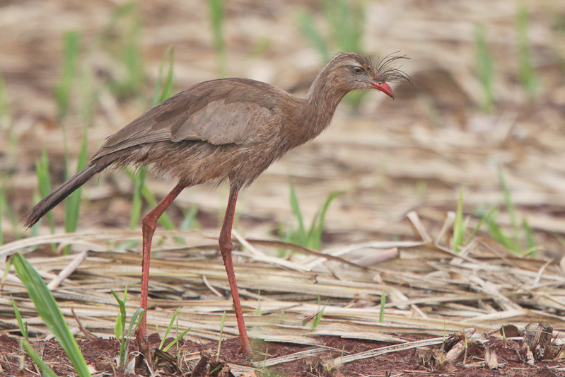 Red-legged Seriema 