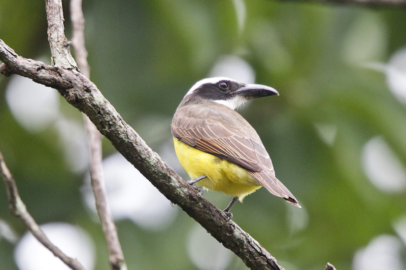 Boat-billed Flycatcher